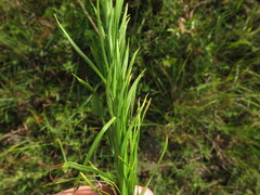 Liatris pycnostachya pycnostachya