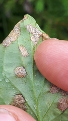 Cercospora violae