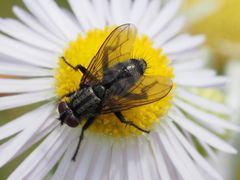 Phyto melanocephala