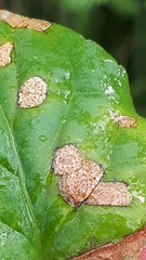 Cercospora violae