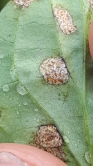 Cercospora violae