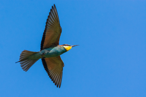 Abejaruco europeo (Merops apiaster)
