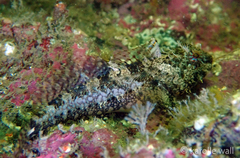 Artedius harringtoni