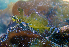 Silverspotted Sculpin photo 4