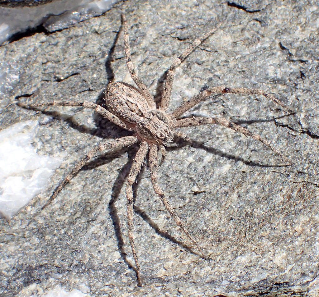 Apollophanes