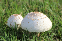 Chlorophyllum molybdites