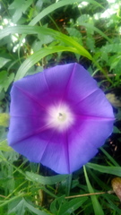 Ipomoea laeta