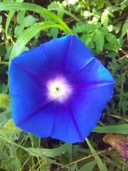 Ipomoea laeta