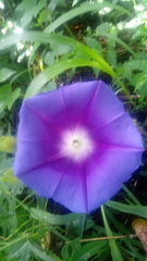Ipomoea laeta