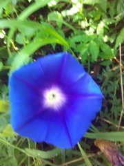Ipomoea laeta