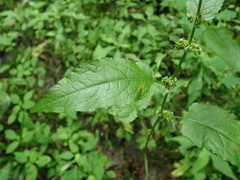 Rumex obtusifolius obtusifolius