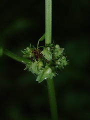 Rumex obtusifolius obtusifolius