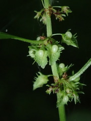 Rumex obtusifolius obtusifolius