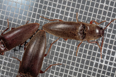 Diplostethus texanus