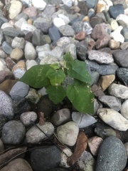 Acer