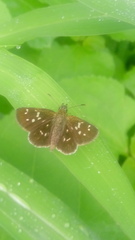 Piruna penaea