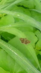 Piruna penaea