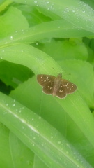 Piruna penaea
