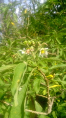 Solanum umbellatum