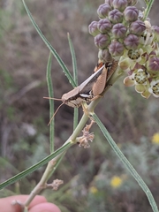 Melanoplus glaucipes