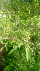 Solanum umbellatum