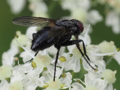Phyto melanocephala