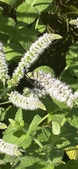Eremnophila aureonotata