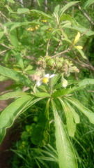 Solanum umbellatum