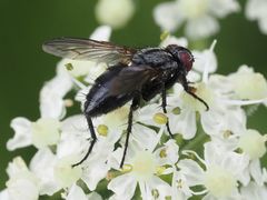 Phyto melanocephala