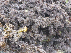 Odonthalia floccosa