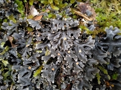 Pseudocyphellaria cinnamomea