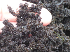 Odonthalia floccosa