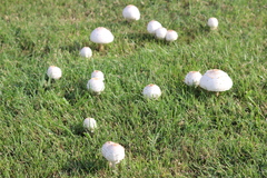 Chlorophyllum molybdites