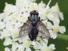 Phyto melanocephala
