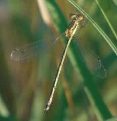Lestes unguiculatus