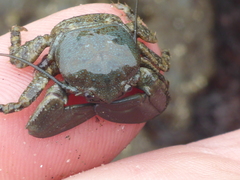 Petrolisthes