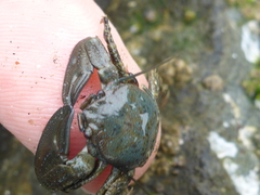 Petrolisthes