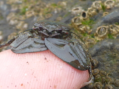 Petrolisthes