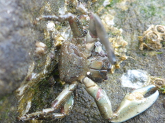 Petrolisthes
