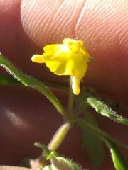 Hemimeris gracilis