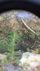 Crotophaga sulcirostris