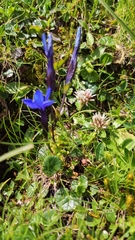 Gentiana bavarica