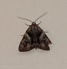 Catocala blandula