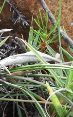 Oxalis confertifolia