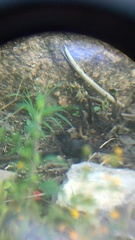 Crotophaga sulcirostris