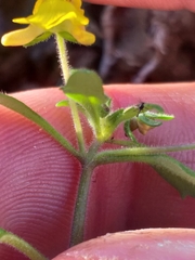 Hemimeris gracilis