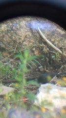 Crotophaga sulcirostris