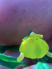 Hemimeris gracilis