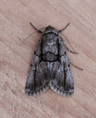 Sympistis fifia