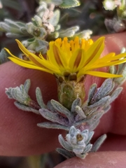 Oedera humilis
